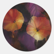 Morning Glory Flowers