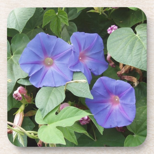 Morning Glory Flowers Coasters (Front)