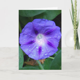 Morning Glory Flowers, Ipomoea with Raindrops Card