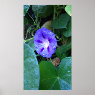 Morning Glory Flowers , Ipomoea with Raindrops Poster