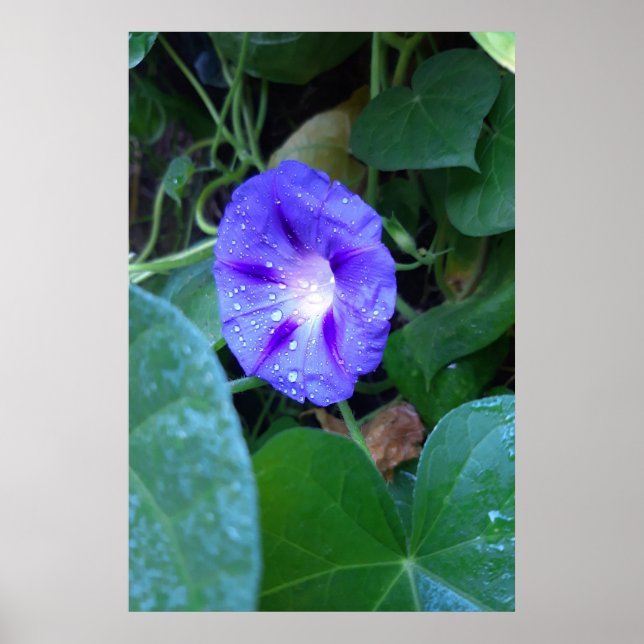 Morning Glory Flowers , Ipomoea with Raindrops Poster (Front)