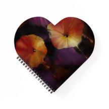 Morning Glory Flowers