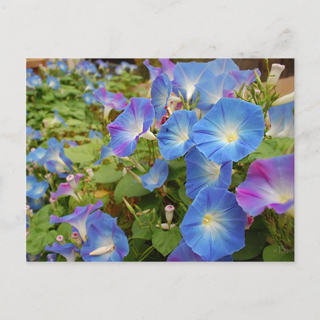 Morning Glory Flowers Postcard (Front)
