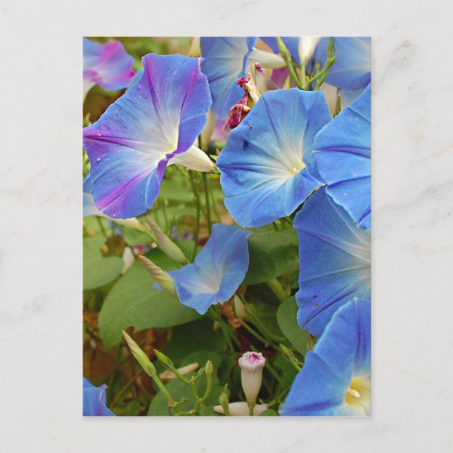 Morning Glory Flowers Postcard (Front)