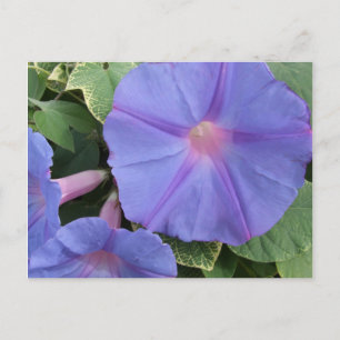 Morning Glory Flowers Postcard