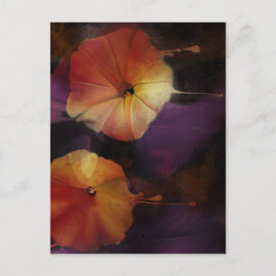 Morning Glory Flowers   Postcard