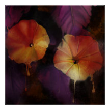 Morning Glory Flowers