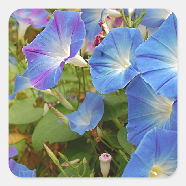 Morning Glory Flowers Square Sticker (Front)