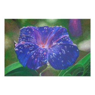 Morning Glory (Ipomoea Purpurea) Petals and Dew Dr Photo Print