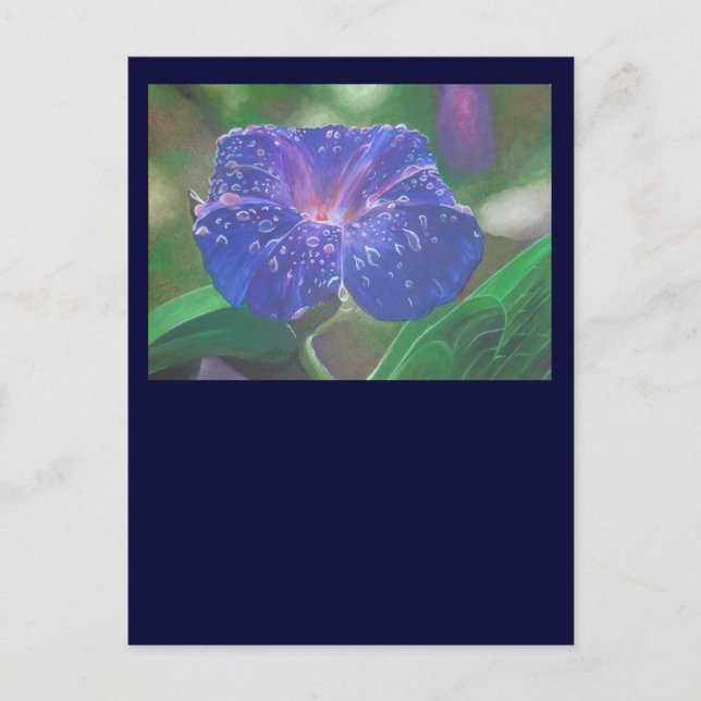 Morning Glory (Ipomoea Purpurea) Petals and Dew Dr Postcard (Front)