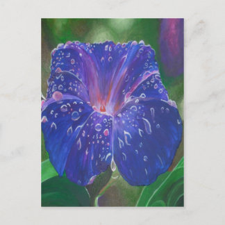 Morning Glory (Ipomoea Purpurea) Petals and Dew Dr Postcard
