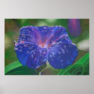 Morning Glory (Ipomoea Purpurea) Petals and Dew Dr Poster