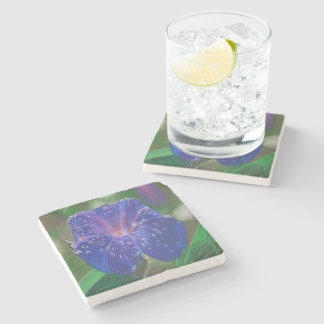 Morning Glory (Ipomoea Purpurea) Petals and Dew Dr Stone Coaster