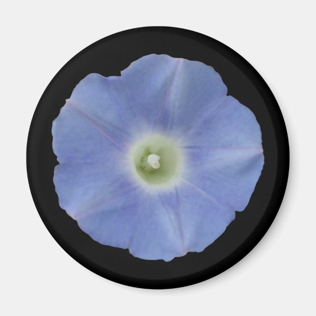 Morning Glory Magnet (Front)