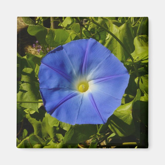 Morning Glory Magnet (Front)