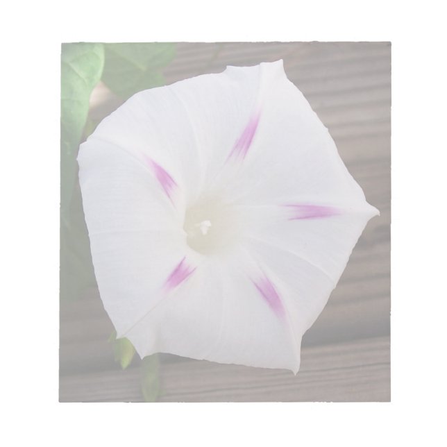 Morning Glory Notepad (Front)