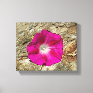 Morning Glory on Tree Bark - Pink Canvas Print