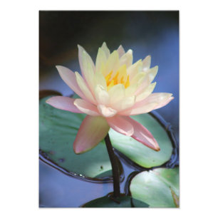 Morning Glory Photo Print