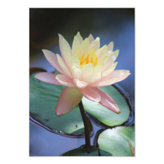 Morning Glory Photo Print