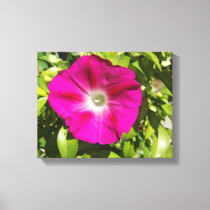 Morning Glory -- Pink with Green Leaves Canvas Print