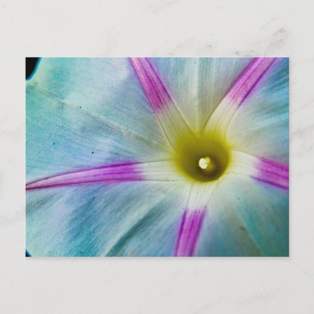 Morning Glory Postcard (Front)