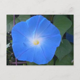Morning Glory Postcard