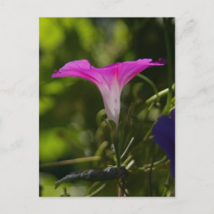 Morning Glory Postcard