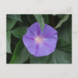 Morning Glory Postcard