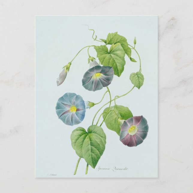 Morning Glory Postcard (Front)