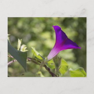 Morning Glory Postcard