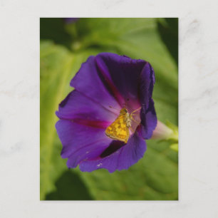 Morning Glory Postcard
