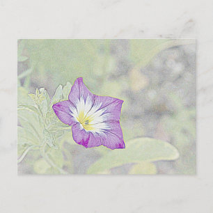 Morning Glory Postcard
