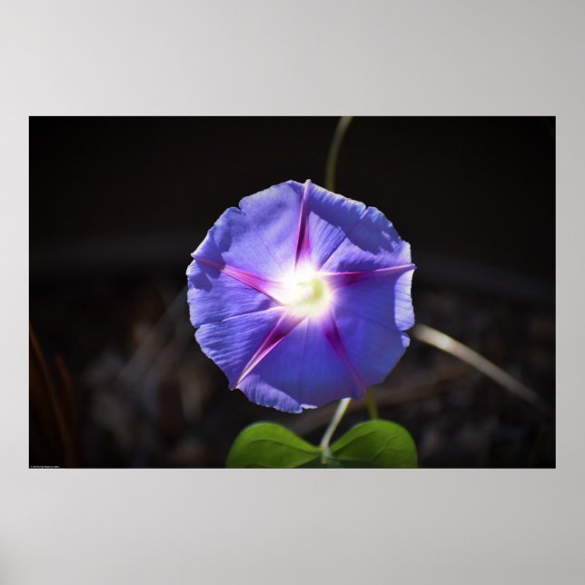Morning Glory, Poster (Front)