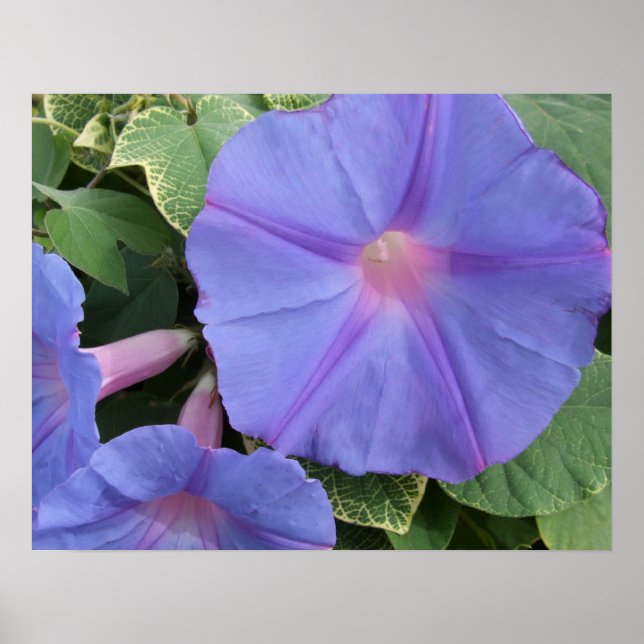 Morning Glory Poster (Front)