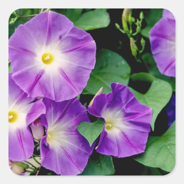 Morning Glory - Purple Flowers Green Leaves Square Sticker (Front)