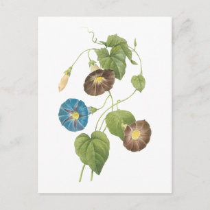 morning glory(Spomaea quamoclit) by Redouté Postcard
