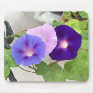 Morning Glory Trio Closeup Mouse Mat
