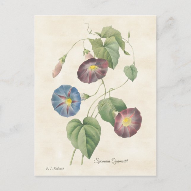 Morning Glory Vintage Botanical Illustration Postcard (Front)
