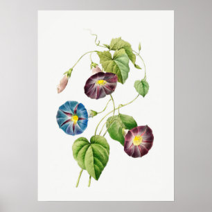 Morning Glory Vintage Botanical No Text Poster