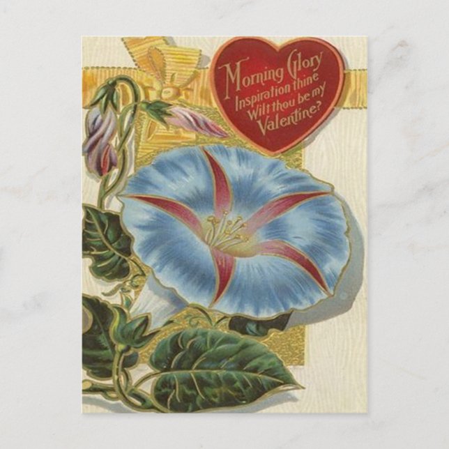 Morning Glory VIntage Valentine Holiday Postcard (Front)