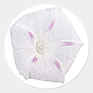 Morning Glory White Classic Round Sticker