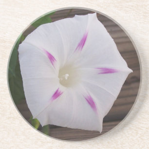 Morning Glory White Coaster