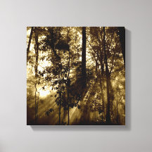 Morning in Forest