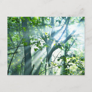Morning in the Forest Postcard