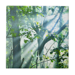 Morning in the Forest Tile