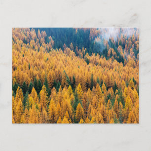 Morning Light at the Beach   Tybee Island Postcard