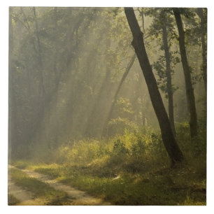Morning light beams through trees in jungle tile