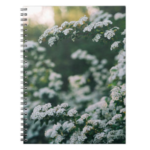 MORNING LIGHT NOTEBOOK