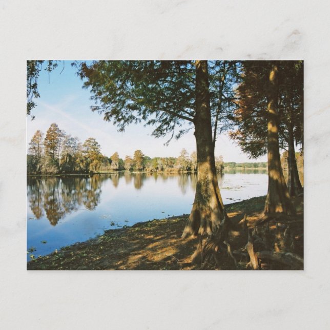 Morning Light Postcard (Front)