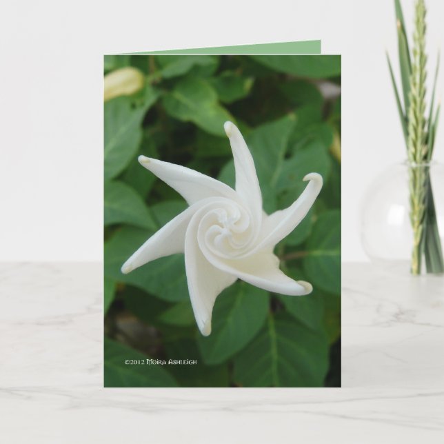 Morning of the Moonflower Card (Front)